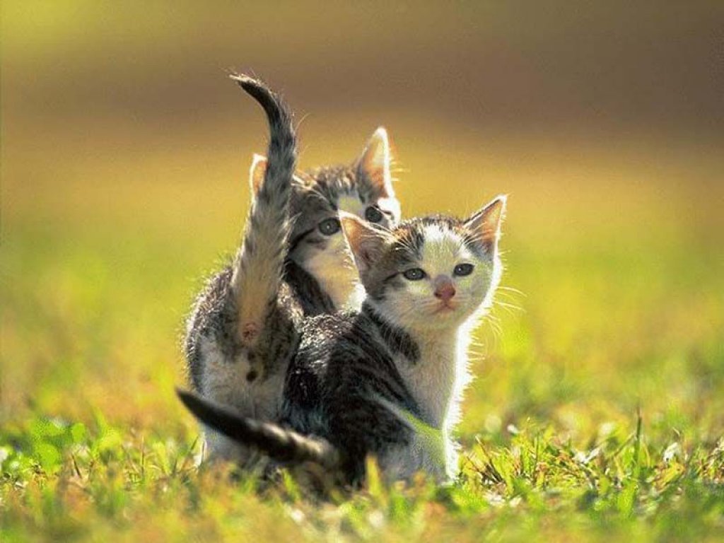 Wallpapers Animals Cats - Kittens 