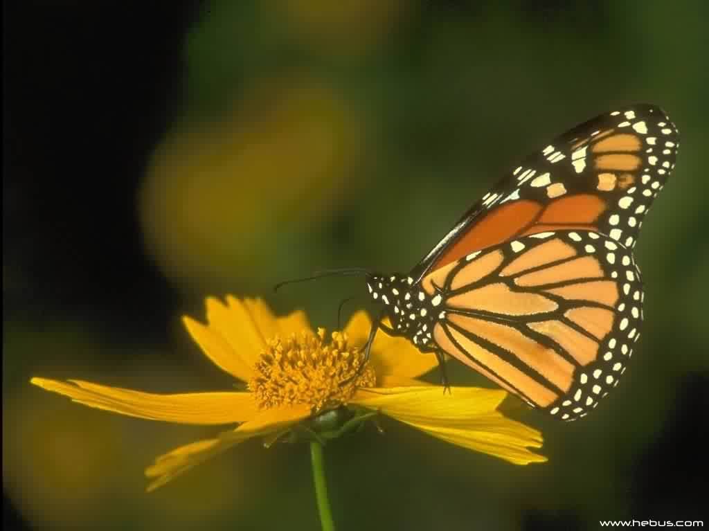 Wallpapers Animals Insects - Butterflies 