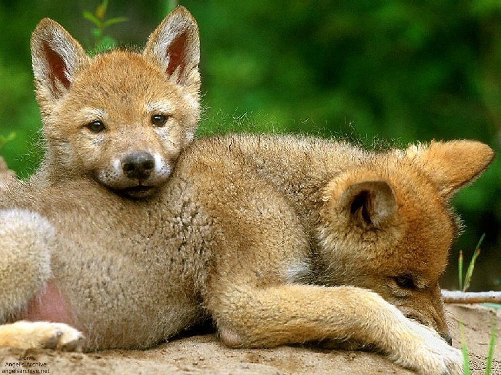 Wallpapers Animals Wolves 