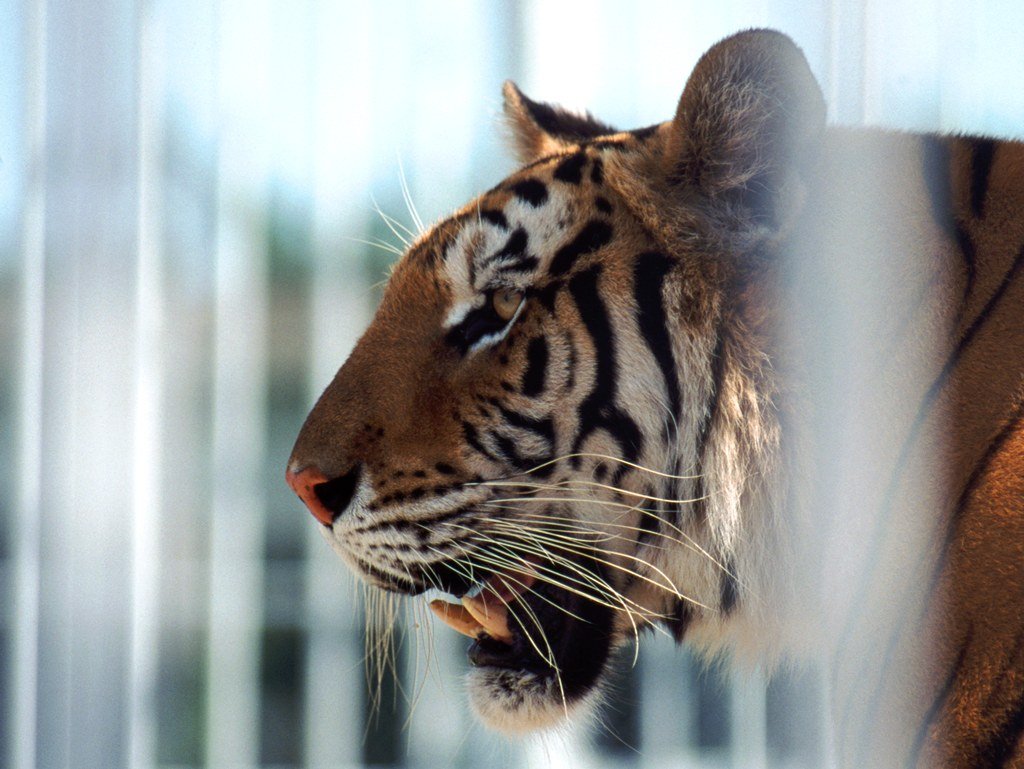 Fonds d'cran Animaux Flins - Tigres 