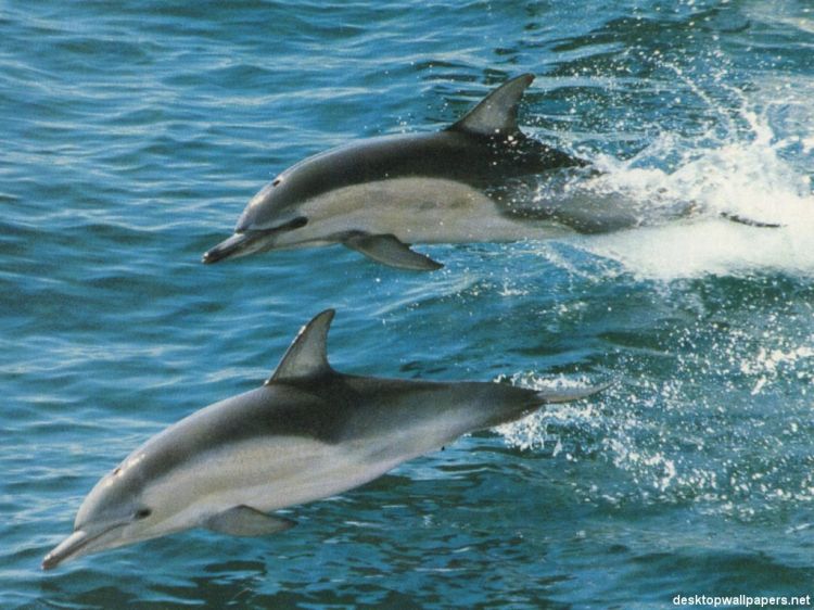 Wallpapers Animals Sealife - Dolphins Wallpaper N38732