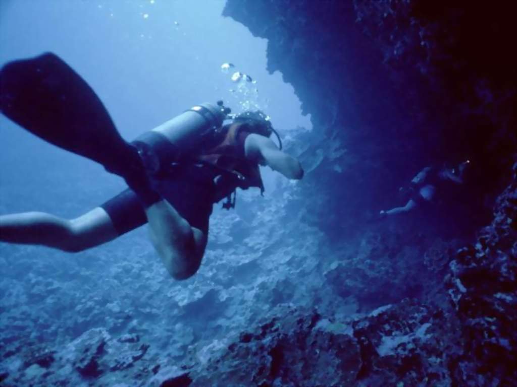 Fonds d'cran Animaux Vie marine - Divers 