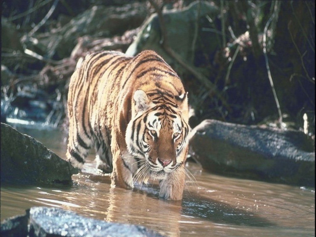 Fonds d'cran Animaux Flins - Tigres 