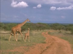 Fonds d'cran Animaux Image sans titre N38786