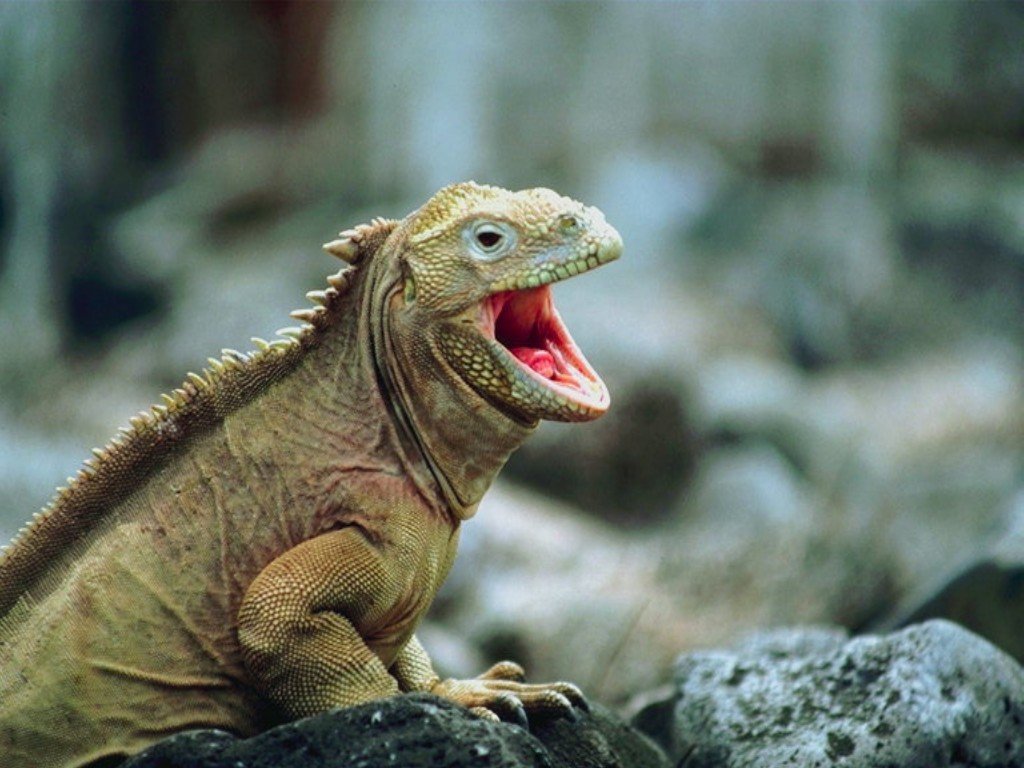 Wallpapers Animals Iguanas 