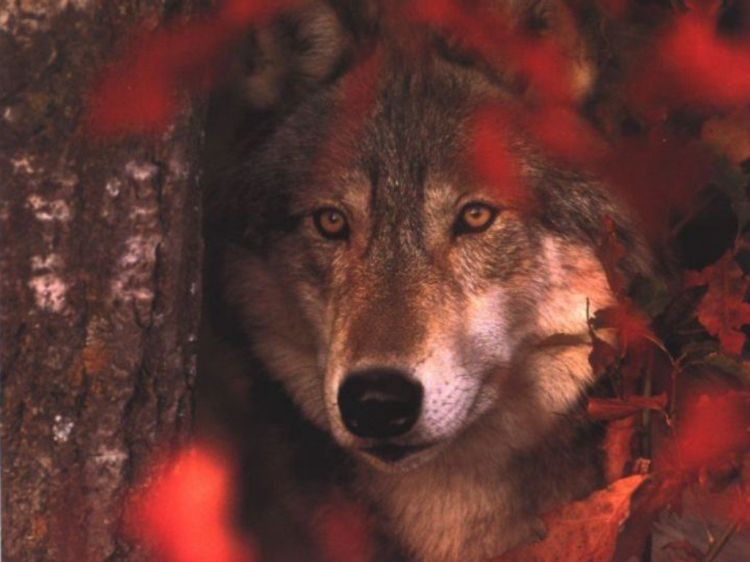 Fonds d'cran Animaux Loups Wallpaper N38904