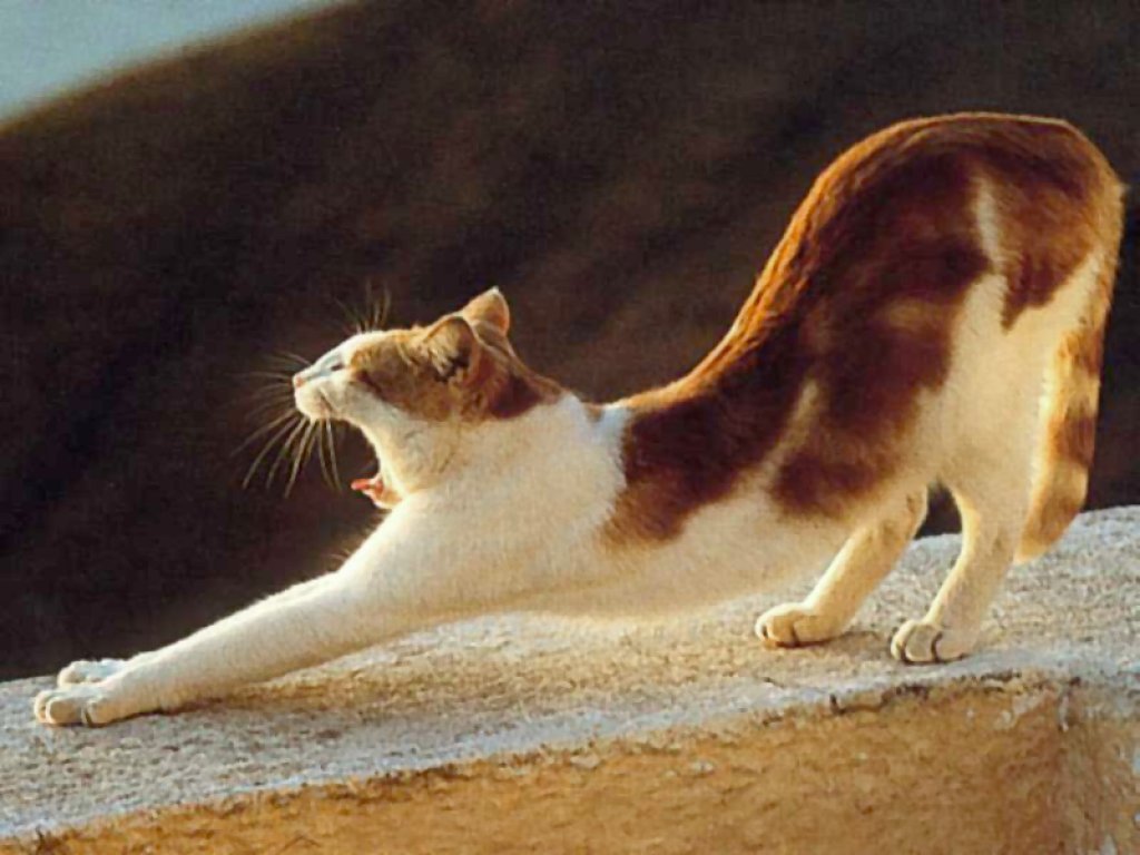 Wallpapers Animals Cats - Kittens 