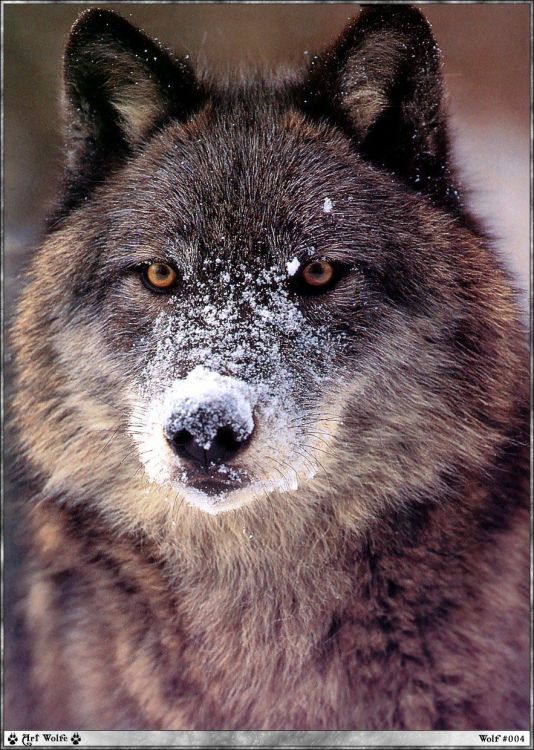 Fonds d'cran Animaux Loups Wallpaper N38968