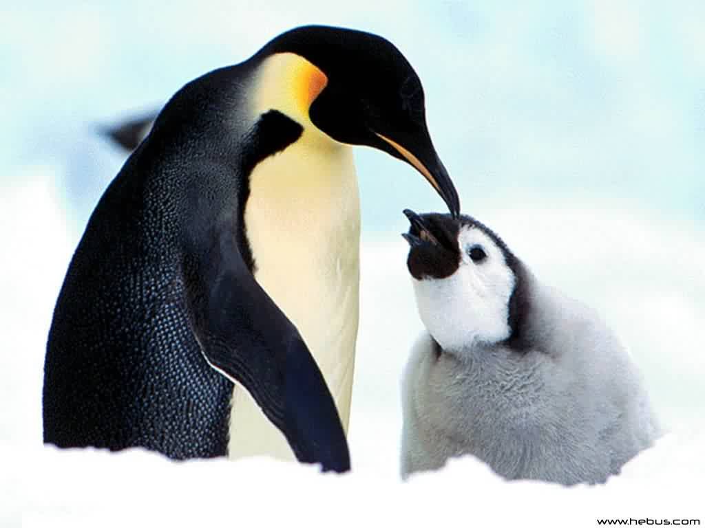 Wallpapers Animals Birds - Penguins 