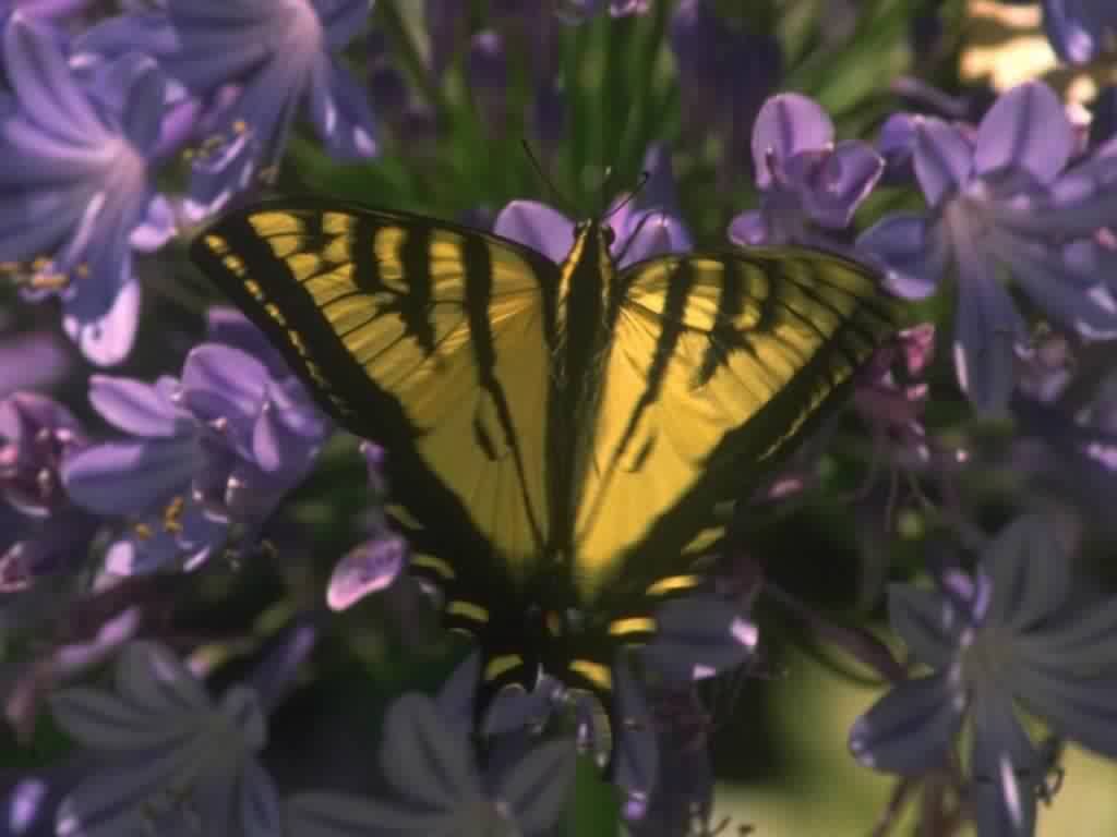 Fonds d'cran Animaux Insectes - Papillons 