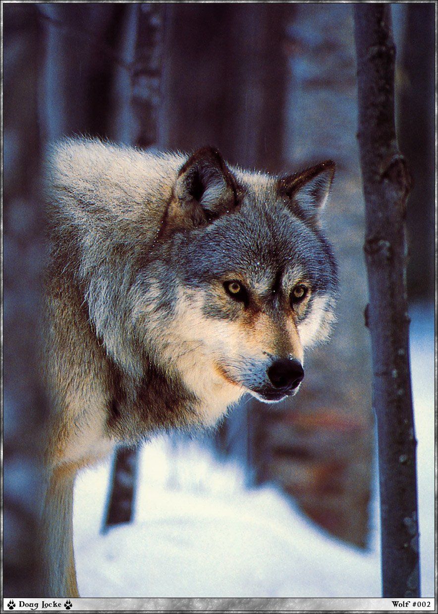 Fonds d'cran Animaux Loups 