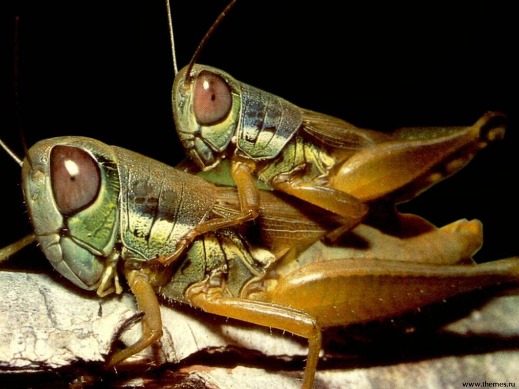 Fonds d'cran Animaux Insectes - Sauterelles et Criquets 