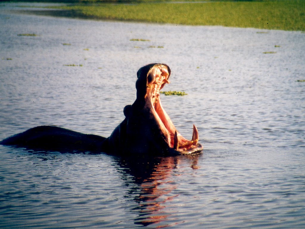 Fonds d'cran Animaux Hippopotames 