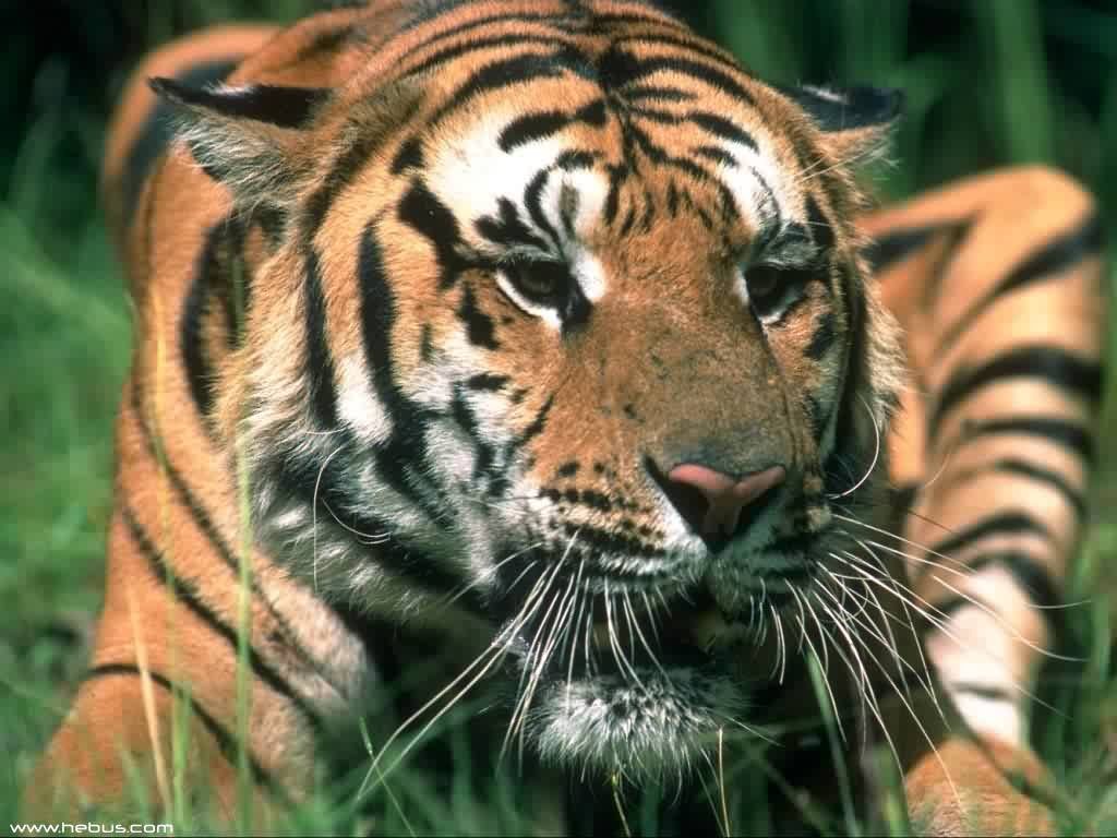 Fonds d'cran Animaux Flins - Tigres 