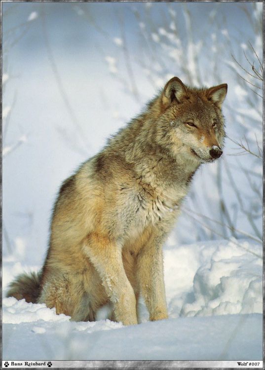 Fonds d'cran Animaux Loups Wallpaper N38971