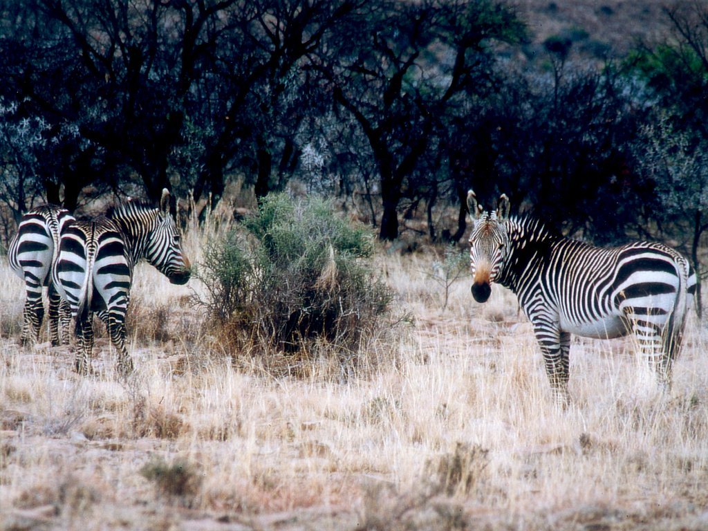 Wallpapers Animals Zebras 