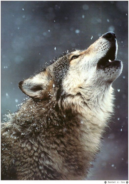 Fonds d'cran Animaux Loups Wallpaper N38960