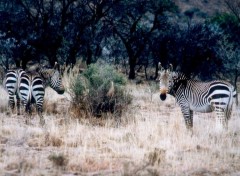 Fonds d'cran Animaux Image sans titre N39264