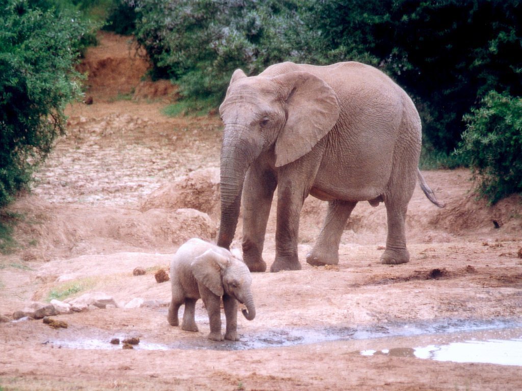 Fonds d'cran Animaux Elphants 