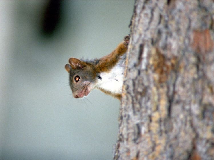 Fonds d'cran Animaux Rongeurs - Ecureuils Wallpaper N39184