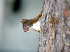 Fonds d'cran Animaux Image sans titre N39184