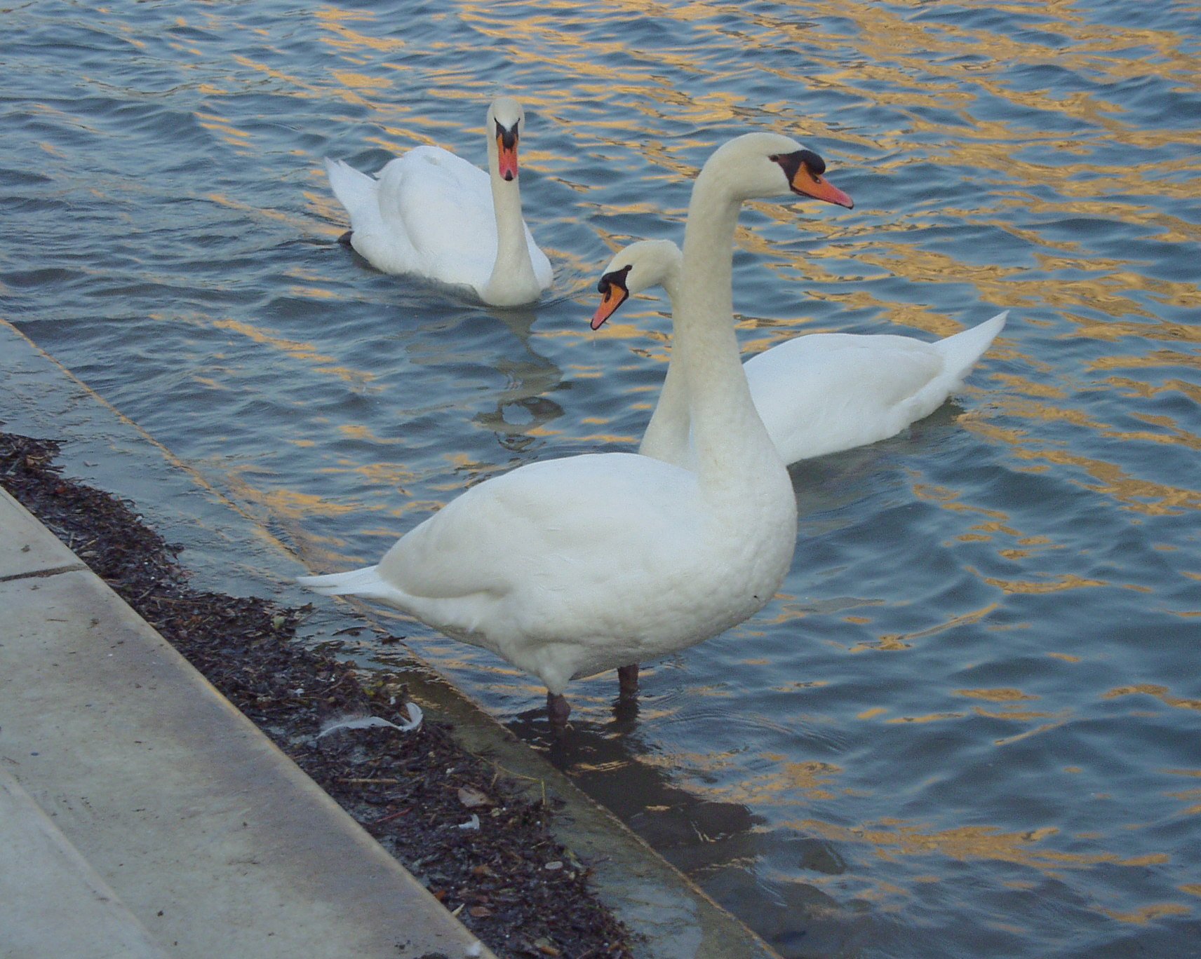 Wallpapers Animals Birds - Swans 