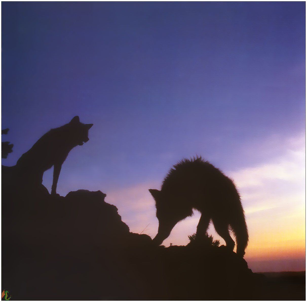 Wallpapers Animals Wolves 