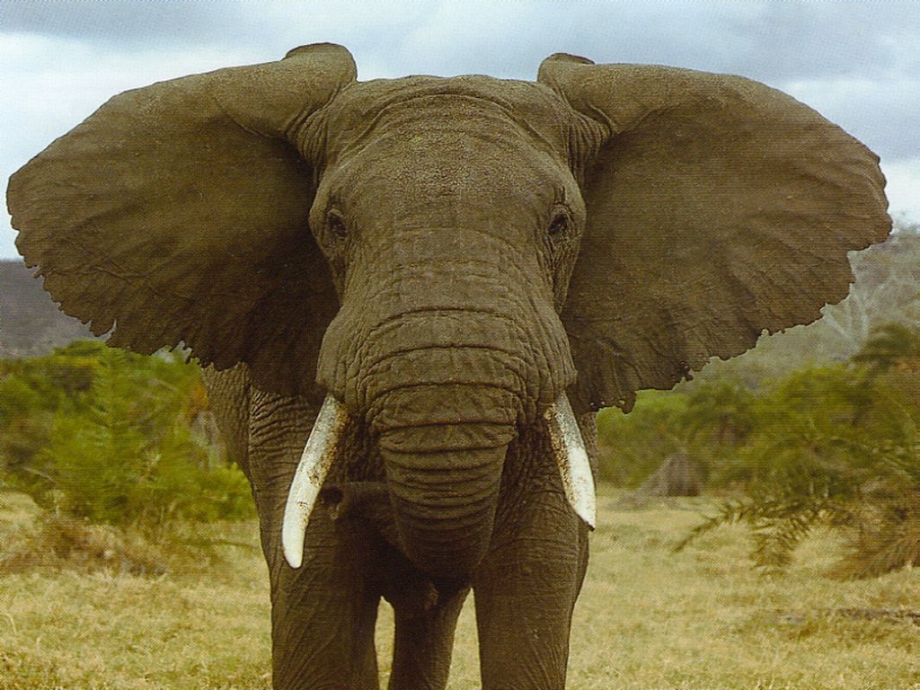 Wallpapers Animals Elephants 