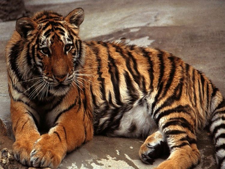 Fonds d'cran Animaux Flins - Tigres Wallpaper N39240