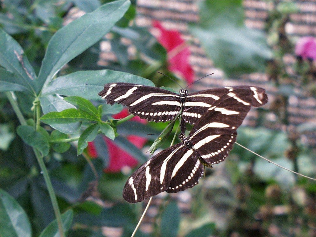 Wallpapers Animals Insects - Butterflies 