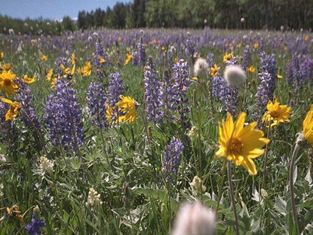 Fonds d'cran Nature Fleurs 