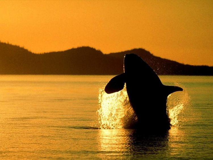 Wallpapers Animals Sealife - Orcas Wallpaper N38571