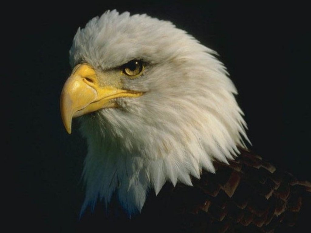 Wallpapers Animals Birds - Eagles 