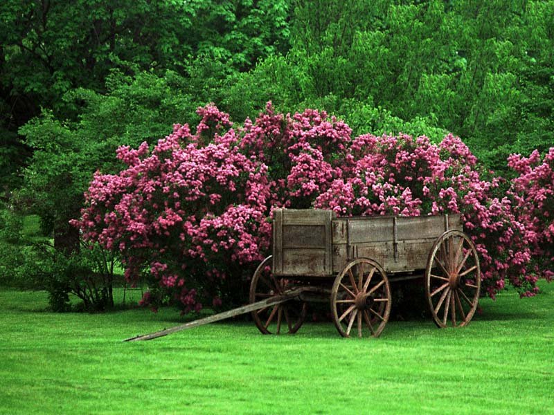 Fonds d'cran Nature Fleurs 