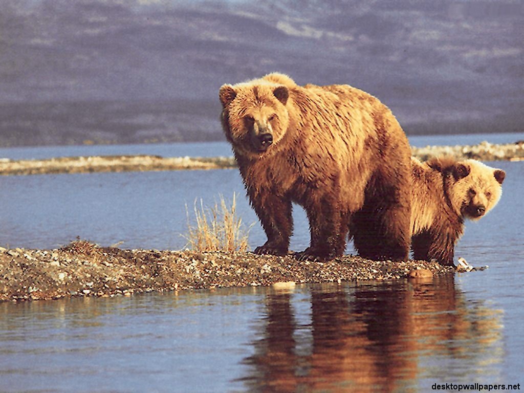 Wallpapers Animals Bears 