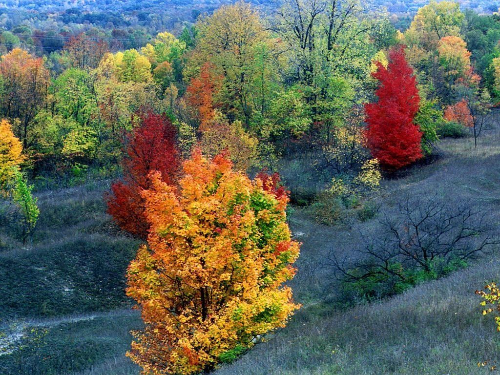 Fonds d'cran Nature Arbres - Forts 