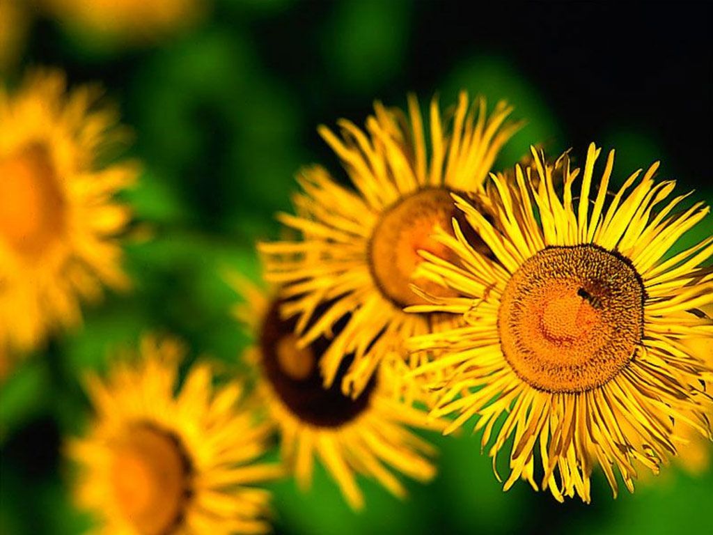 Fonds d'cran Nature Fleurs 