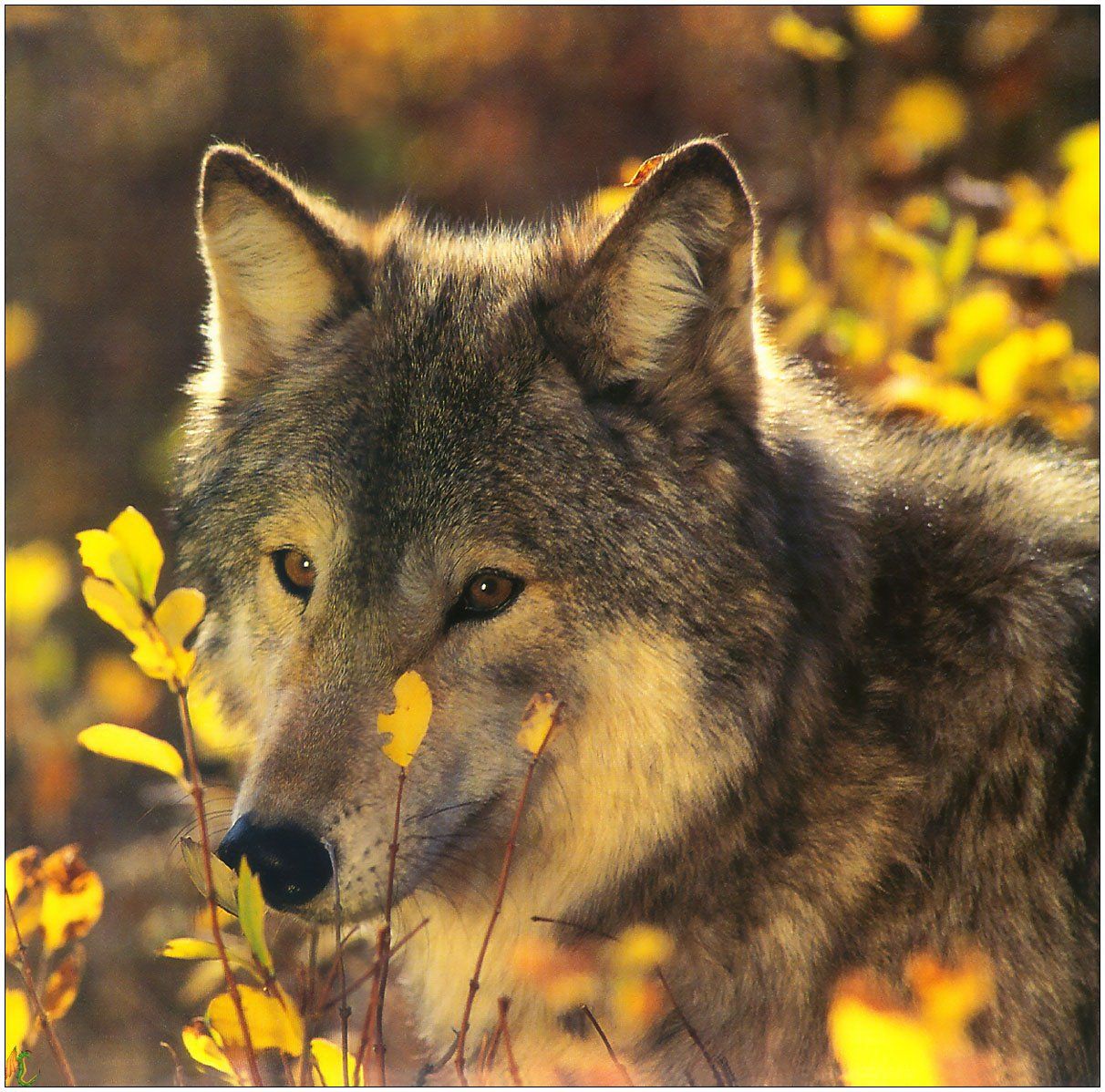 Wallpapers Animals Wolves 