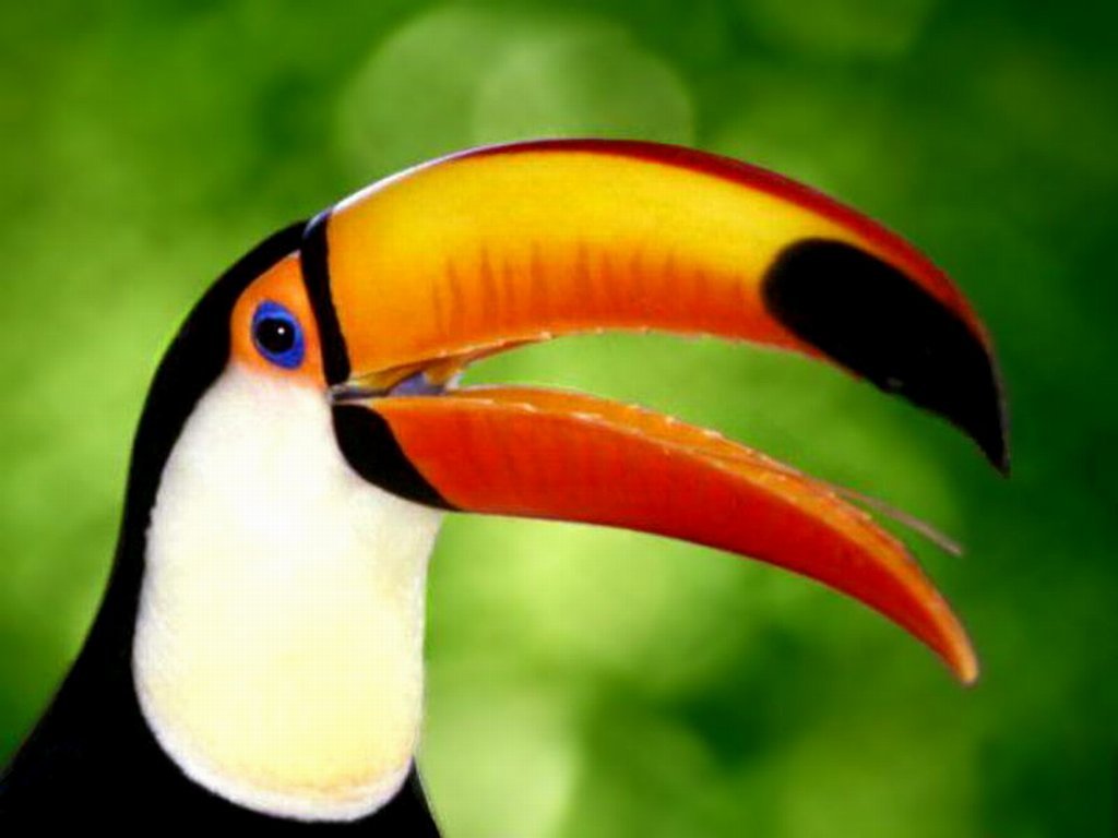 Fonds d'cran Animaux Oiseaux - Toucans 