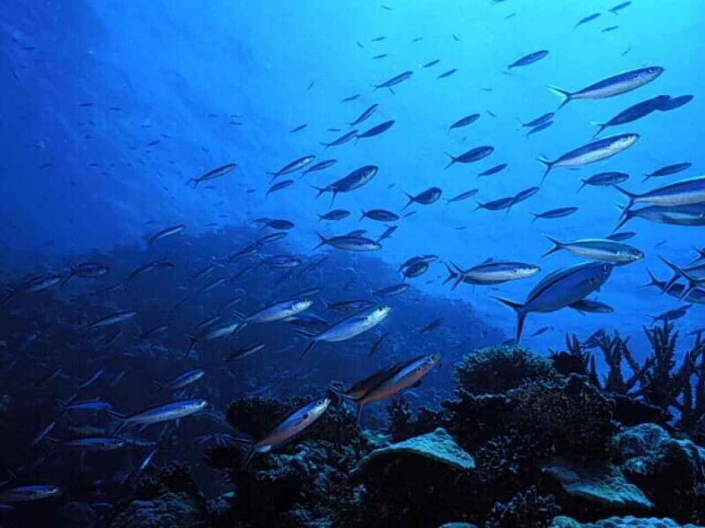 Fonds d'cran Animaux Vie marine - Poissons 