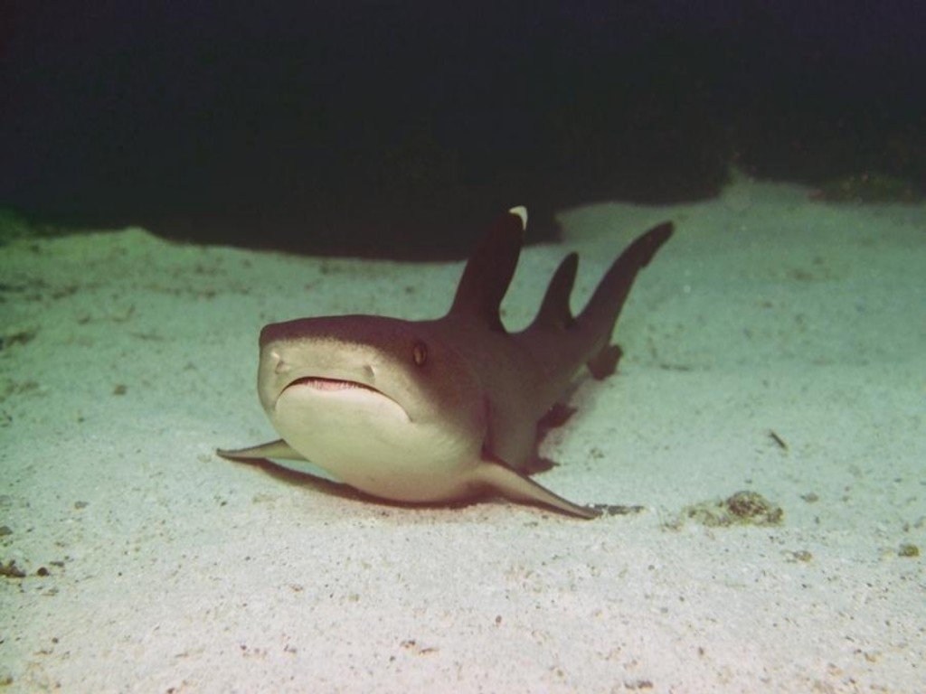 Fonds d'cran Animaux Vie marine - Requins 