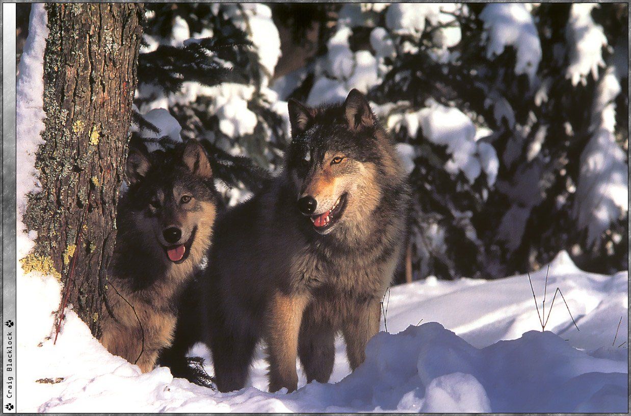 Fonds d'cran Animaux Loups 