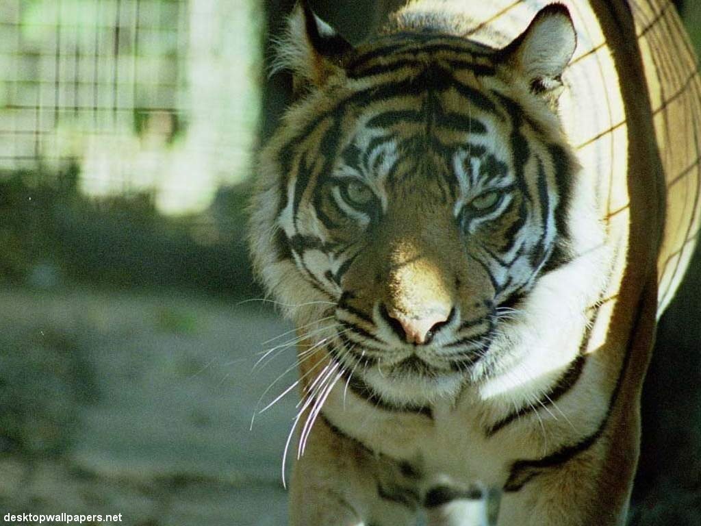 Fonds d'cran Animaux Flins - Tigres 