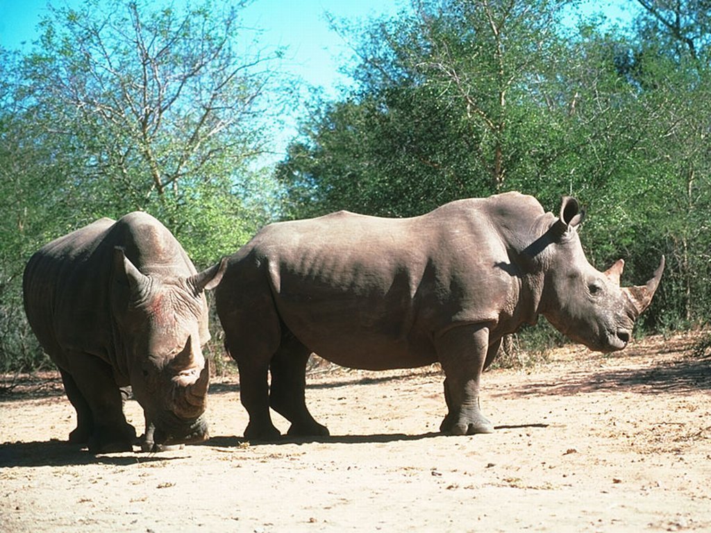 Wallpapers Animals Rhinoceros 