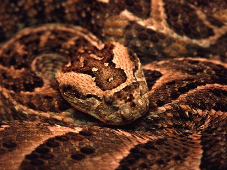 Fonds d'cran Animaux Serpents Wallpaper N39193