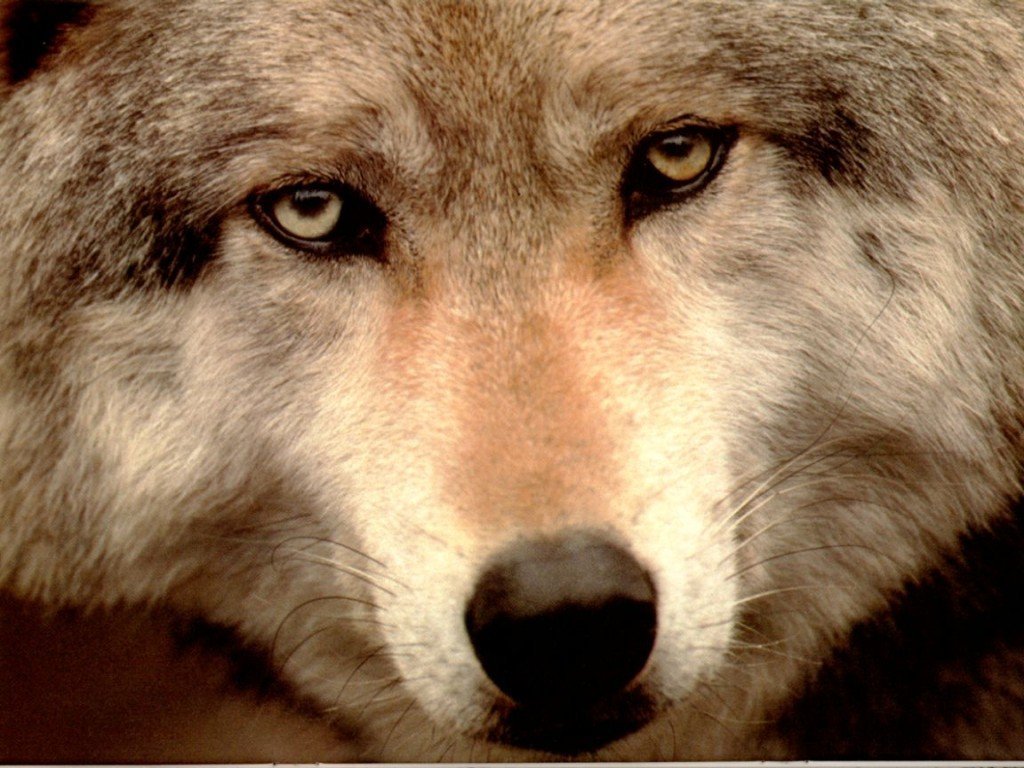 Wallpapers Animals Wolves 