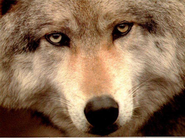 Wallpapers Animals Wolves Wallpaper N38895