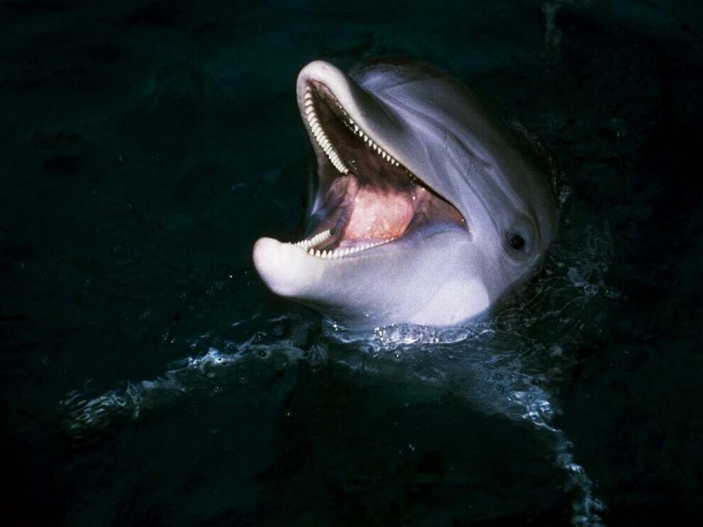 Fonds d'cran Animaux Vie marine - Dauphins 