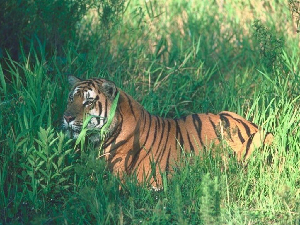 Fonds d'cran Animaux Flins - Tigres 