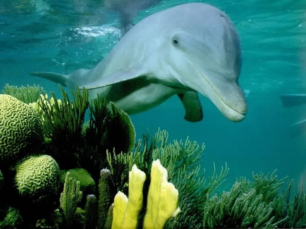 Fonds d'cran Animaux Vie marine - Dauphins 